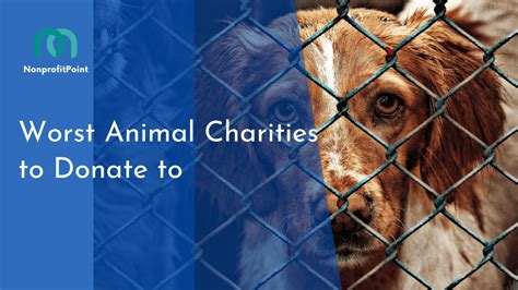 best animal charities to donate to 2023